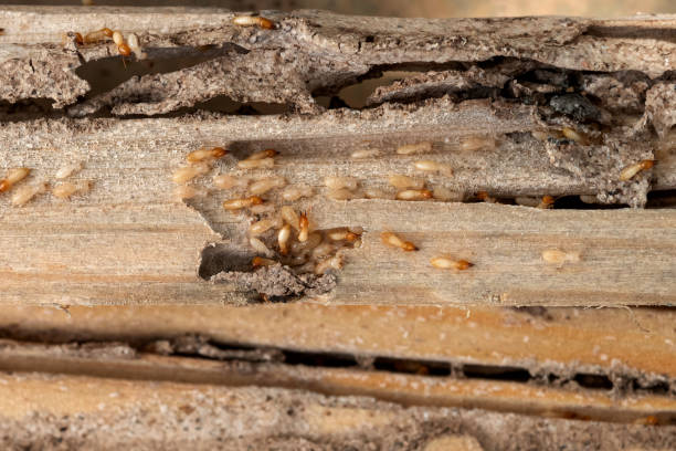 Best Cockroach Control Services  in Lakeside Park, KY